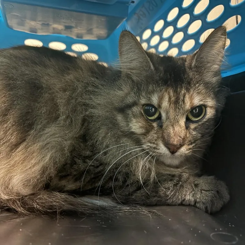 An adult large-sized female Torbie Domestic Long Hair cat named Lily for adoption in Tacoma, WA