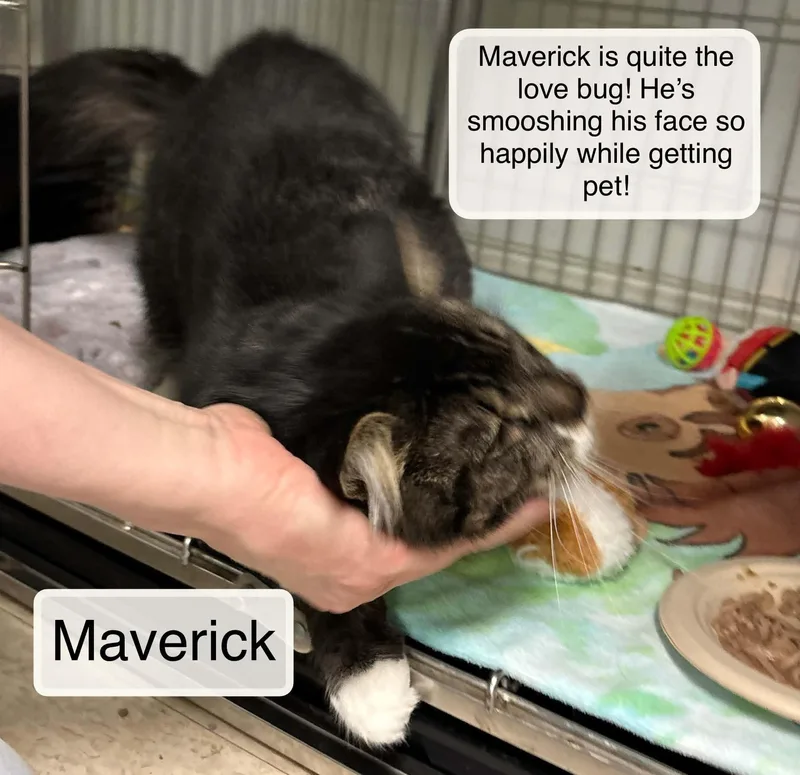 Maverick
