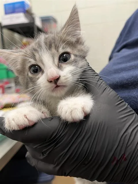 A baby small-sized female Domestic Short Hair cat named Stacey for adoption in Chula Vista, CA