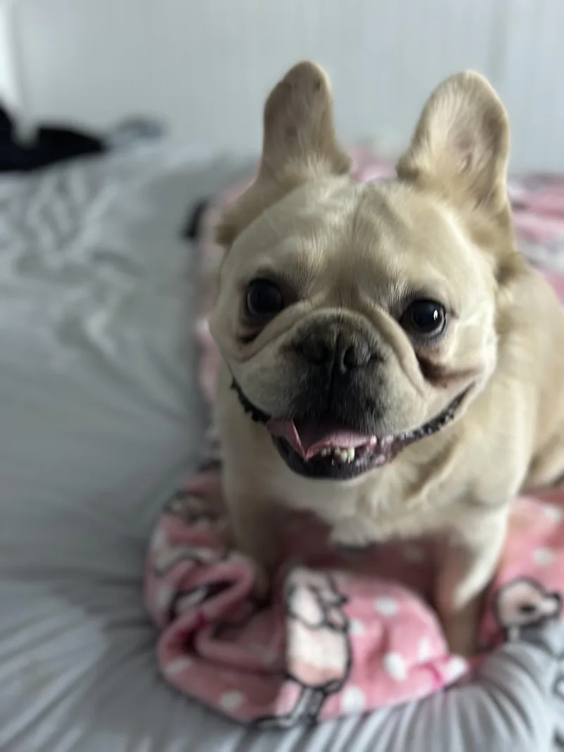 Launch Pad thumbnail 4