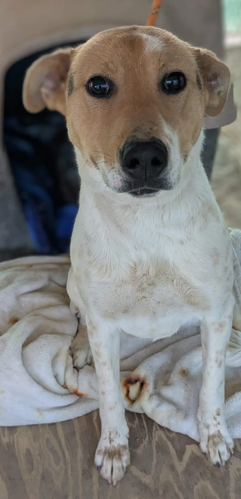 A baby medium-sized female Australian Cattle Dog / Blue Heeler dog named Trixie for adoption in Las Vegas, NV
