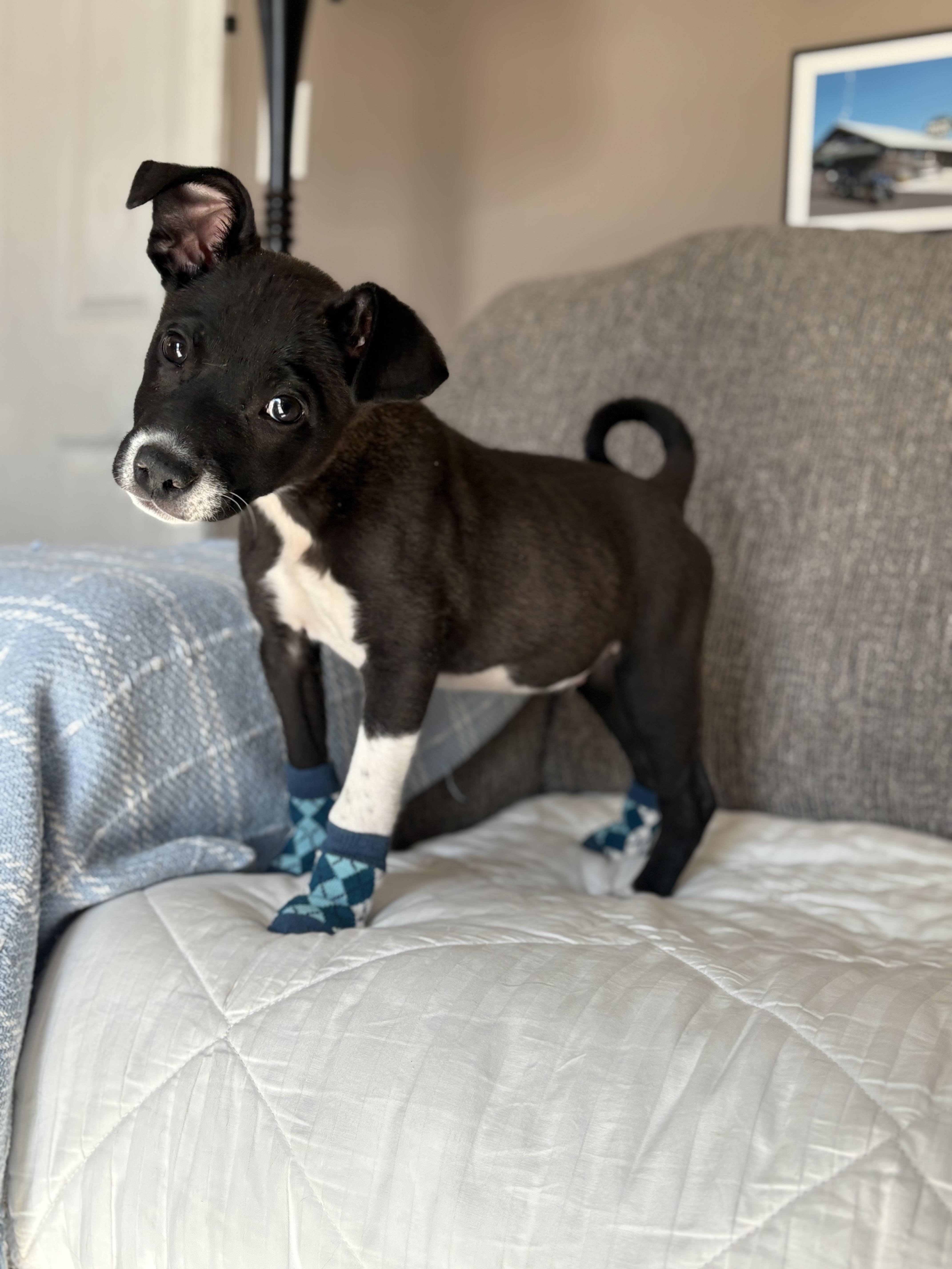 A baby large-sized male Pit Bull Terrier dog named Peter Plankton for adoption in New Baltimore, MI
