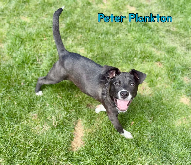 Peter Plankton thumbnail 2