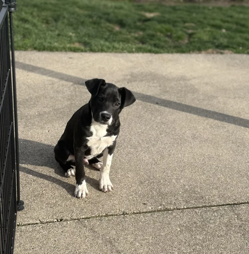 Peter Plankton thumbnail 3