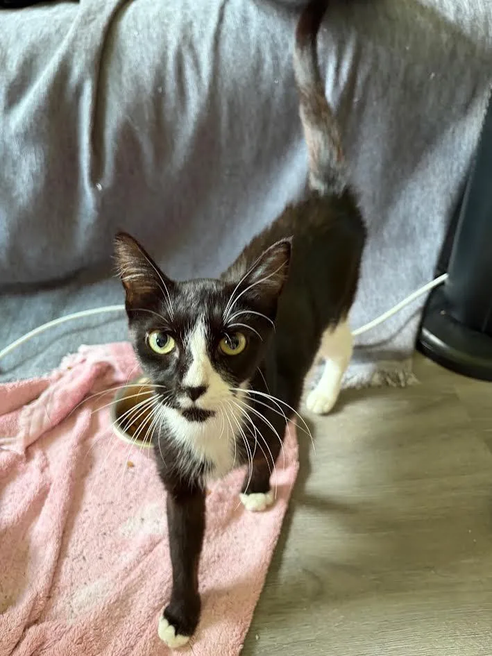 A young medium-sized female Tuxedo cat named Mars for adoption in Madison, AL