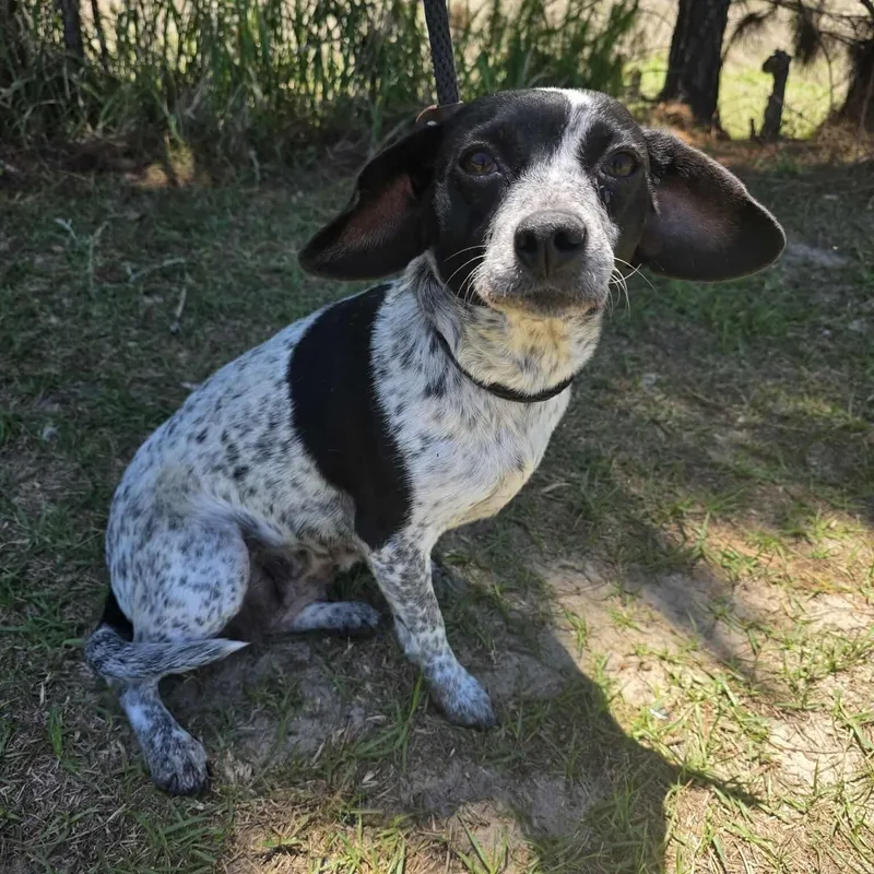 A young small-sized female Black Australian Cattle Dog / Blue Heeler dog named Ivy Mae for adoption in Foley, AL