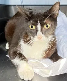 An adult small-sized female Domestic Short Hair cat named Charisma for adoption in Fort Lauderdale, FL