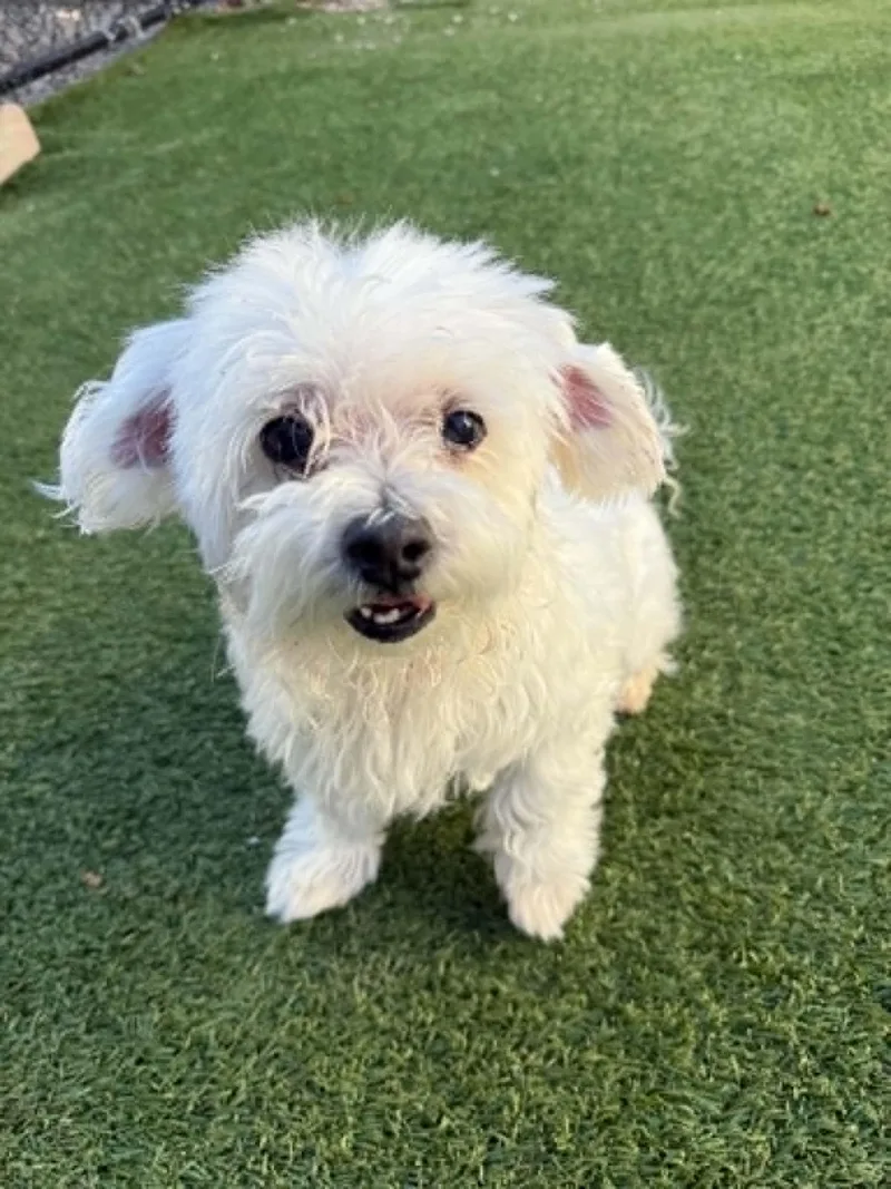 A senior small-sized female Maltese dog named Muffin for adoption in Groton, CT