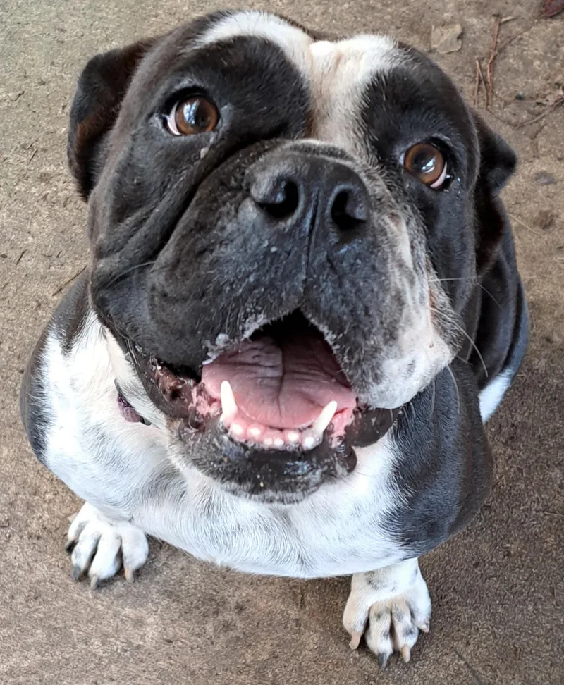 A young medium-sized female Black English Bulldog dog named Luna for adoption in Mobile , AL