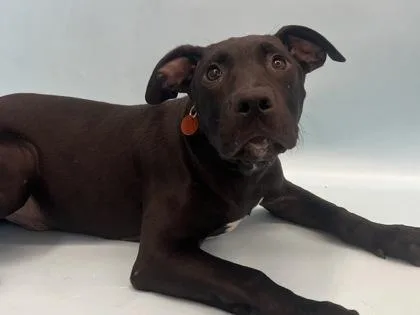 A baby large-sized male Labrador Retriever dog named Mickey for adoption in Woodbury, MN