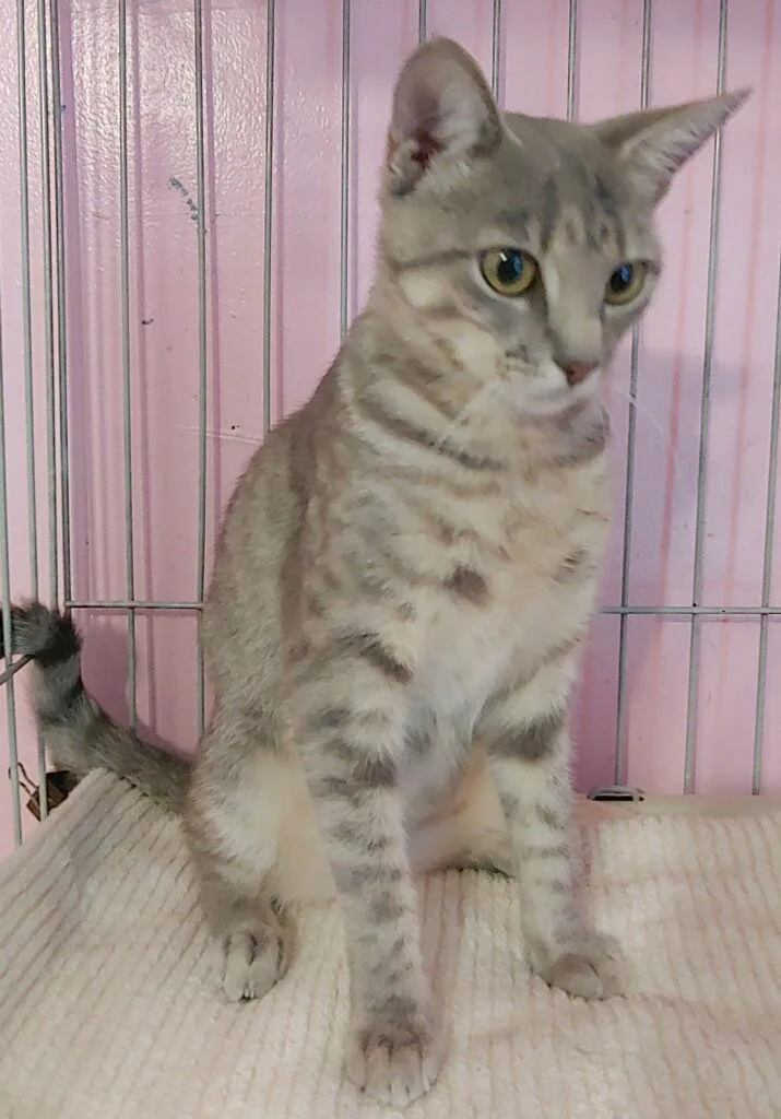 A young medium-sized female Domestic Short Hair cat named Freya for adoption in Pompano Beach, FL