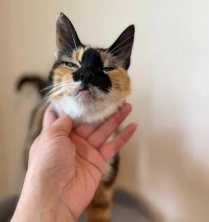 An adult medium-sized female Domestic Short Hair cat named Biscuit for adoption in Berwick, PA