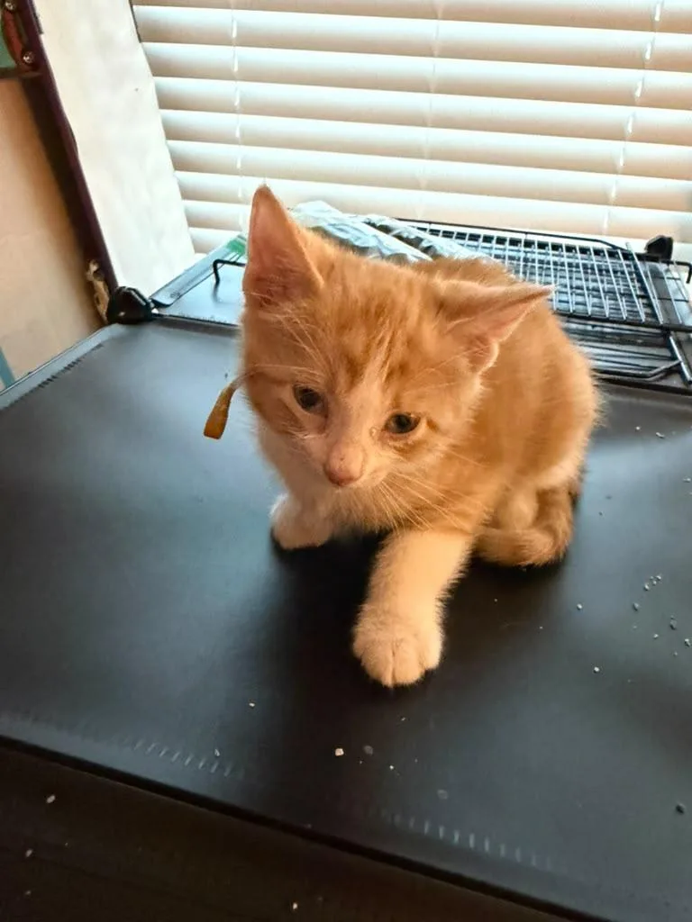A baby medium-sized male Tabby (Orange / Red) Domestic Short Hair cat named Leon for adoption in Kempner, TX