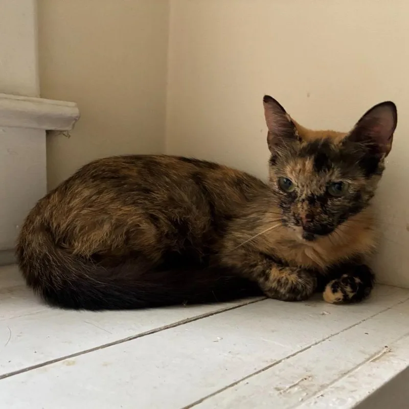 A young medium-sized female Tortoiseshell Domestic Short Hair cat named Marigold Meet me at for adoption in Buffalo, MN