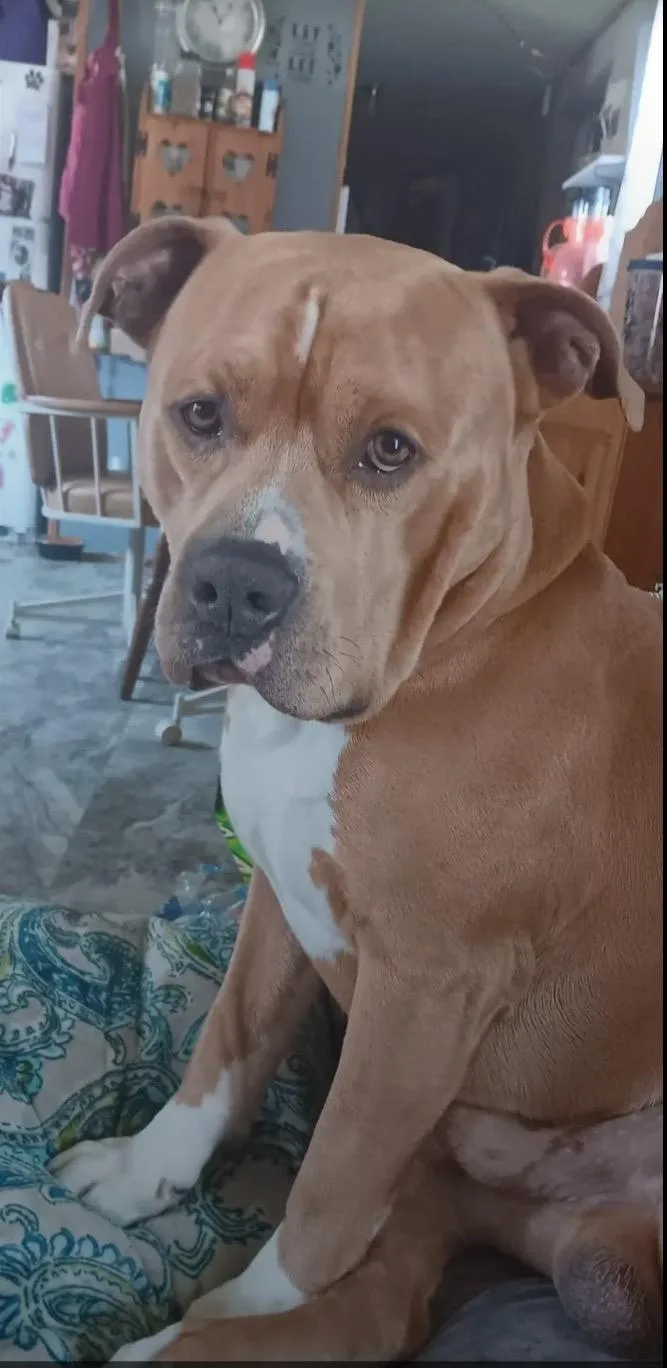 An adult large-sized male Apricot / Beige Pit Bull Terrier dog named Bro Bro for adoption in Chesapeake Beach, MD
