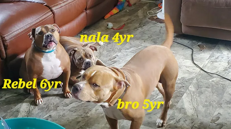 Bro Bro thumbnail 3