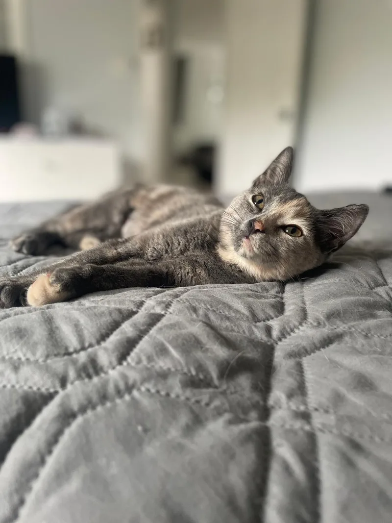 A baby small-sized female Dilute Tortoiseshell Domestic Short Hair cat named Misty for adoption in South Ozone Park, NY