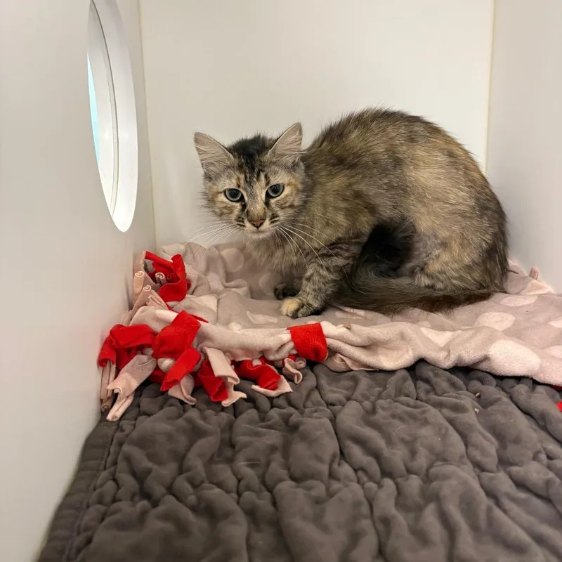An adult medium-sized female Brown / Chocolate Domestic Short Hair cat named Sienna for adoption in West Palm Beach, FL