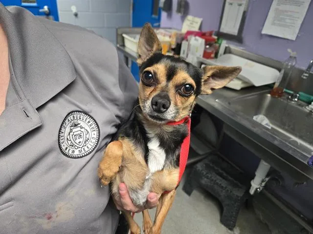 An adult small-sized male Chihuahua dog named Bj for adoption in Albuquerque, NM