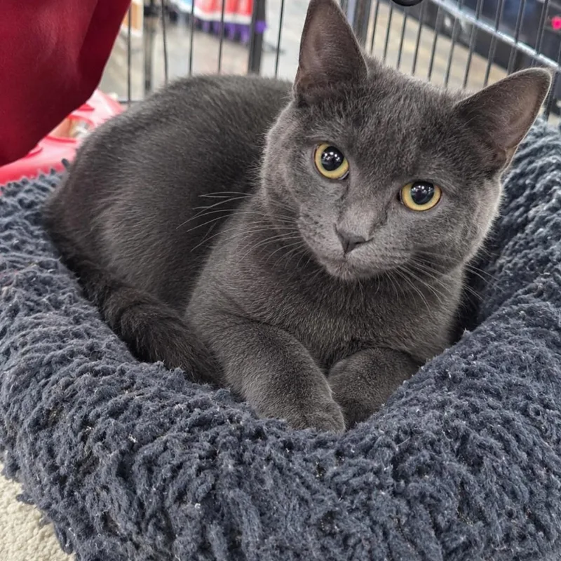 A baby medium-sized female Gray / Blue / Silver Domestic Short Hair cat named Stormy for adoption in Farmington Hills, MI