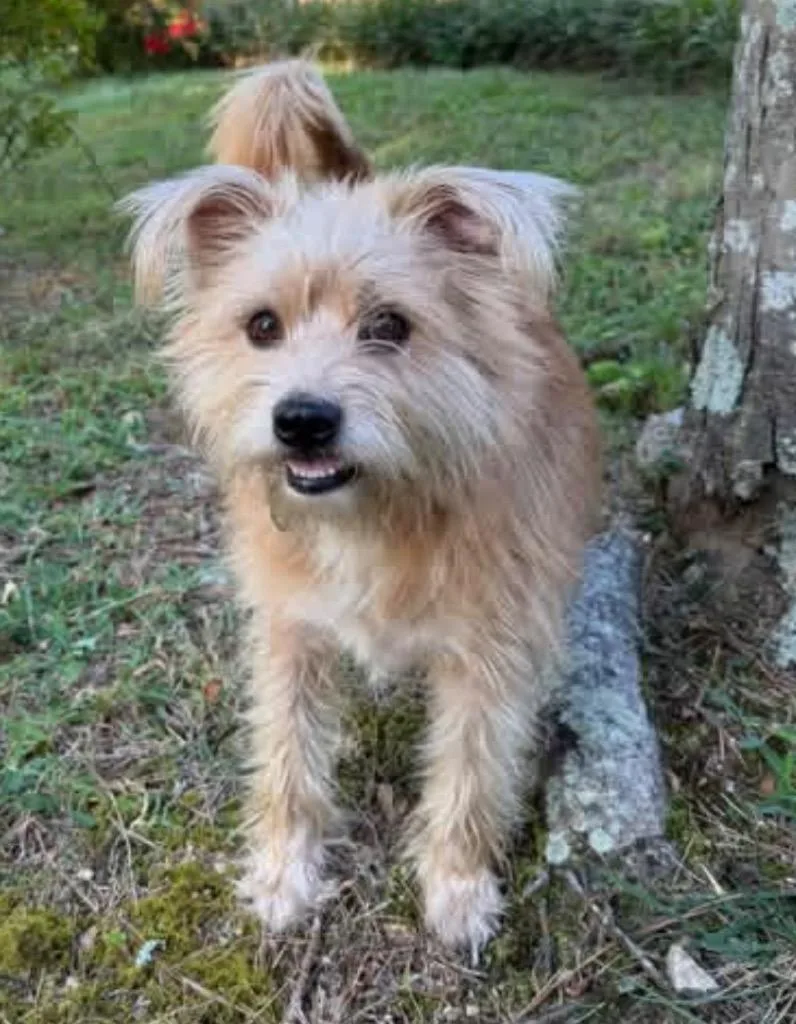 Frankie
