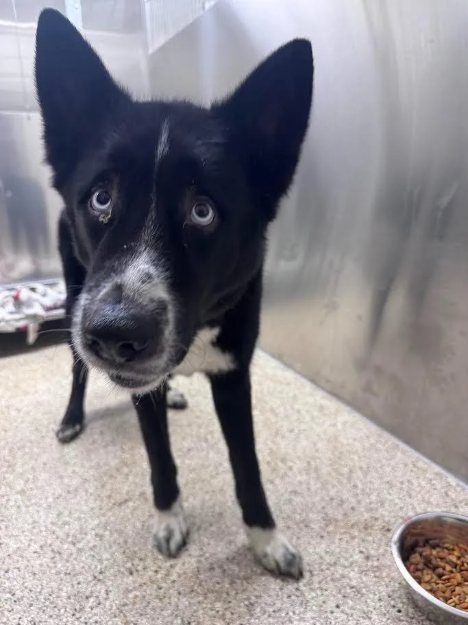 An adult large-sized male Husky dog named Rosco for adoption in Glenfield, NY