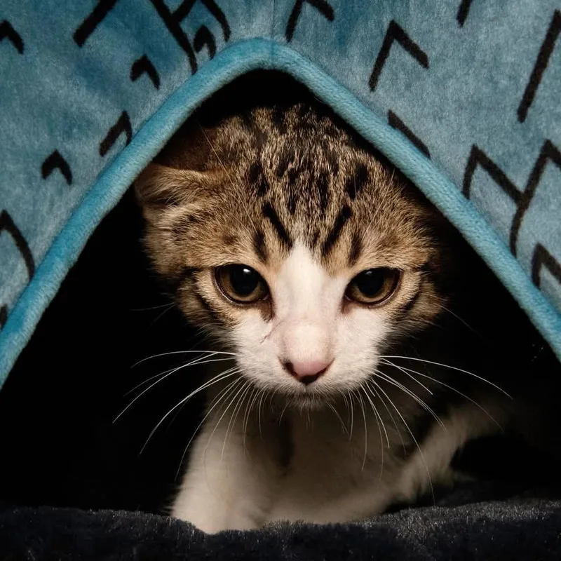 A baby small-sized male Black Domestic Short Hair cat named Arlo for adoption in Santa Fe, TX