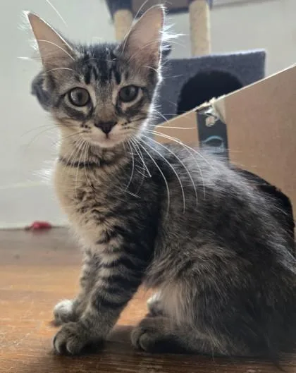 A young small-sized female Domestic Medium Hair cat named Marcela for adoption in River Ridge, LA