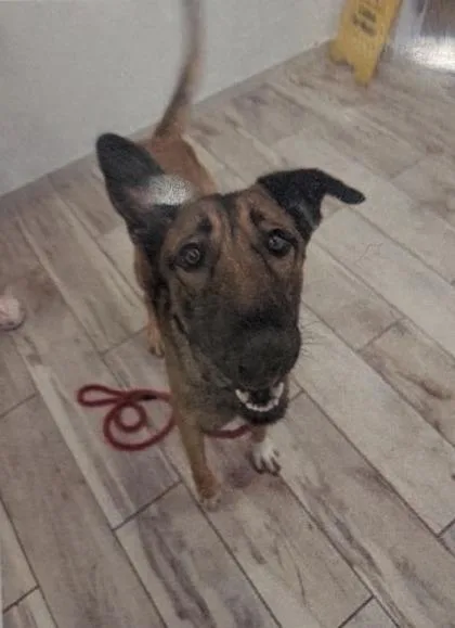 An adult large-sized male Belgian Shepherd / Malinois dog named Bart for adoption in Daytona Beach, FL
