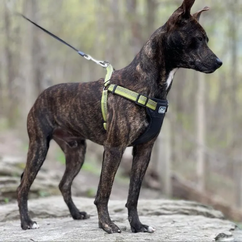 An adult medium-sized male Brindle Mixed Breed dog named Amare for adoption in Washington, PA