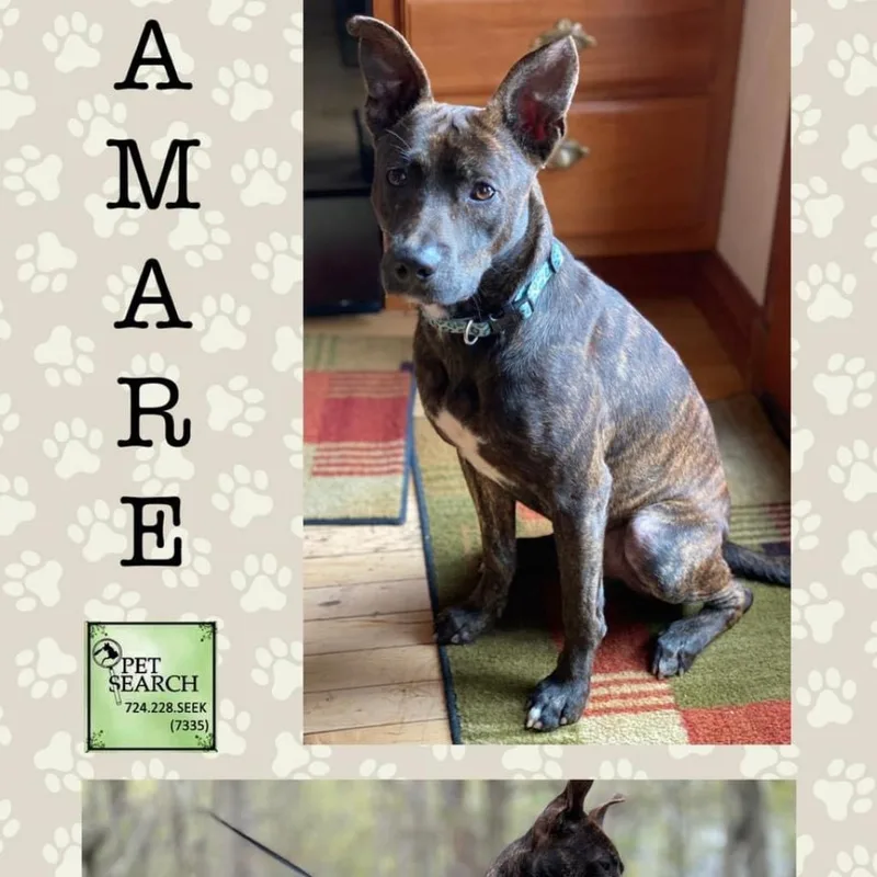 Amare thumbnail 4