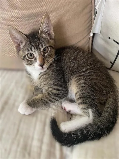 A baby small-sized male Domestic Short Hair cat named Latte for adoption in Sacramento, CA