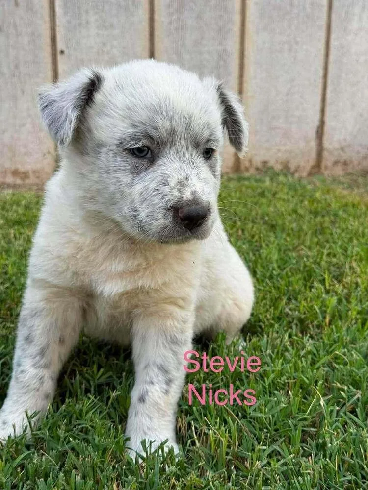 A baby small-sized female Australian Cattle Dog / Blue Heeler dog named Stevie Nicks for adoption in Waunakee, WI