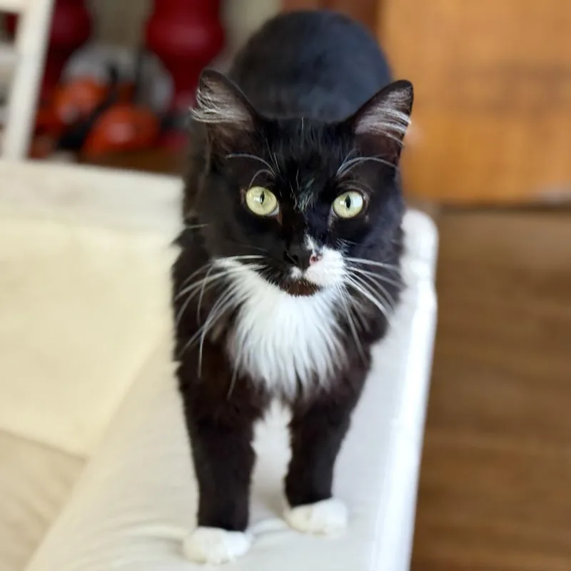 Midnight thumbnail 2