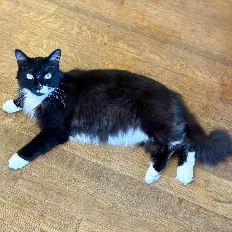 Midnight thumbnail 3