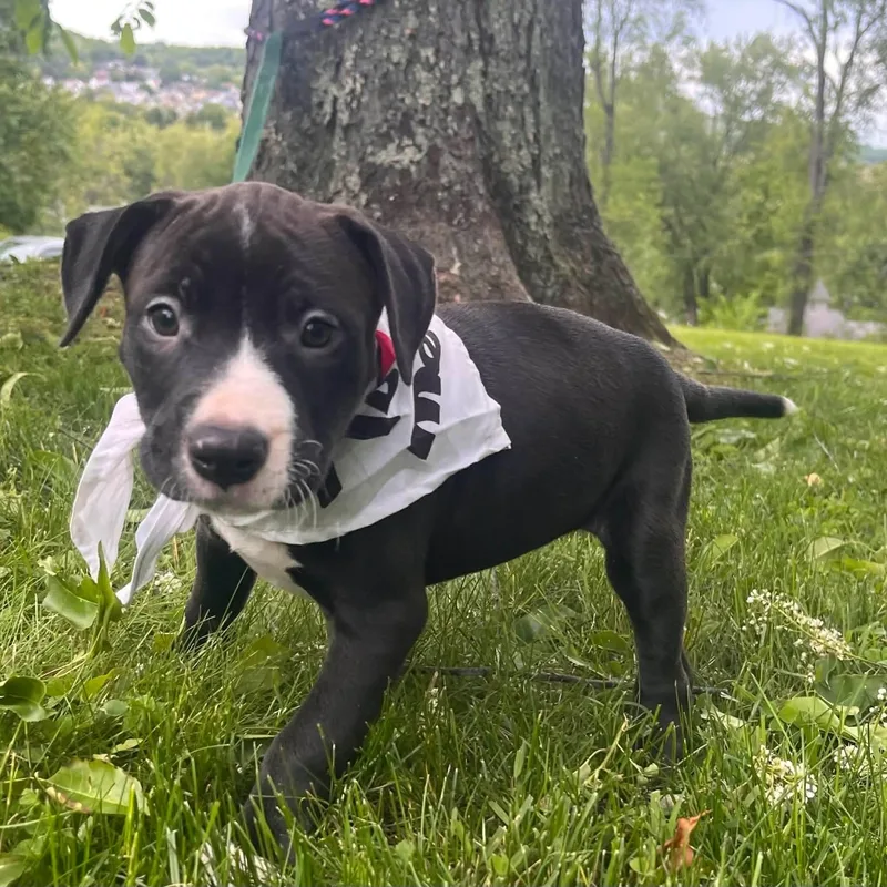 A baby medium-sized female Black Bull Terrier dog named Magic for adoption in Greensburg, PA