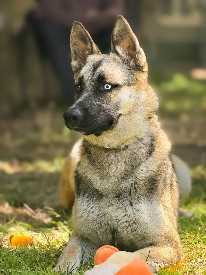 A young medium-sized male Shepherd dog named Colton for adoption in Torrance, CA