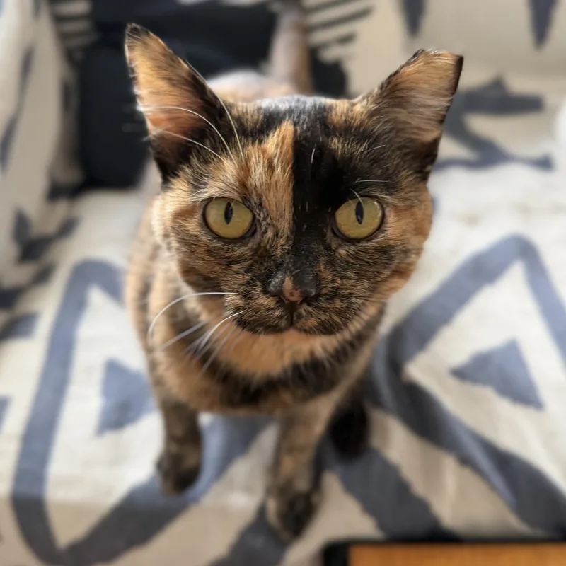 A young medium-sized female Domestic Short Hair cat named Lily for adoption in Roanoke, VA