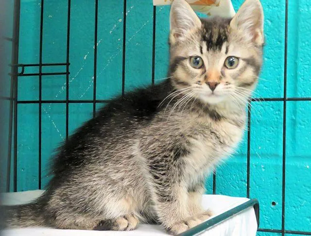 A baby small-sized male Domestic Short Hair cat named A for adoption in Oklahoma City, OK