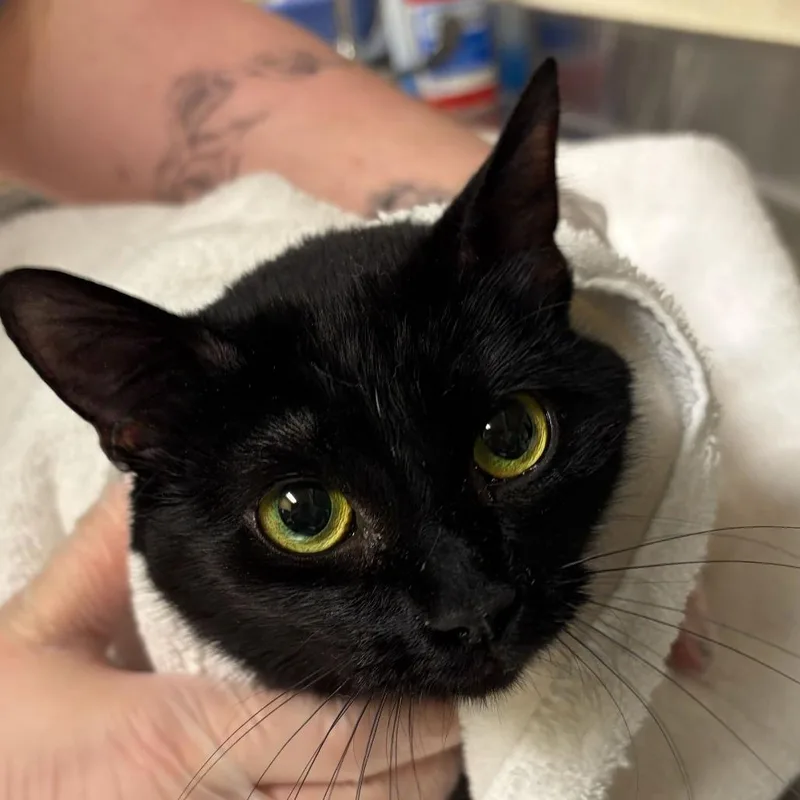 An adult medium-sized female Black Domestic Short Hair cat named Marianne for adoption in Asheville, NC