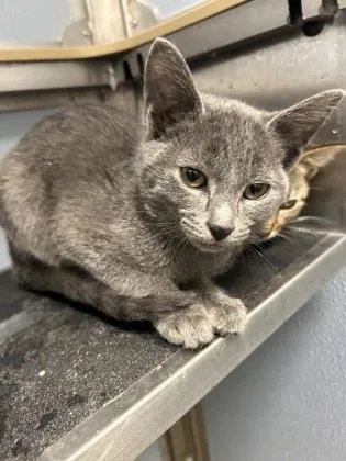 A baby medium-sized female Domestic Short Hair cat named Janie for adoption in West Chester, PA