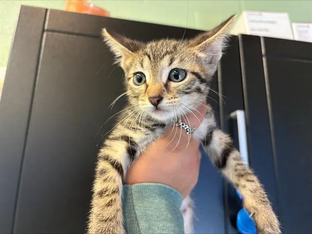 A baby small-sized male Domestic Short Hair cat named Belle Pepper for adoption in Grand Prairie, TX