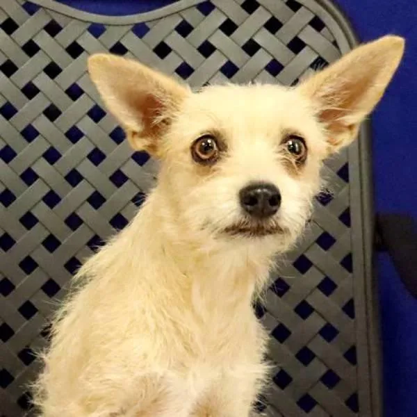 An adult small-sized female Cairn Terrier dog named Fizz for adoption in Fort Davis, TX