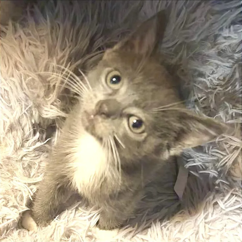 A baby small-sized female Domestic Short Hair cat named Flicka for adoption in Cumming, GA