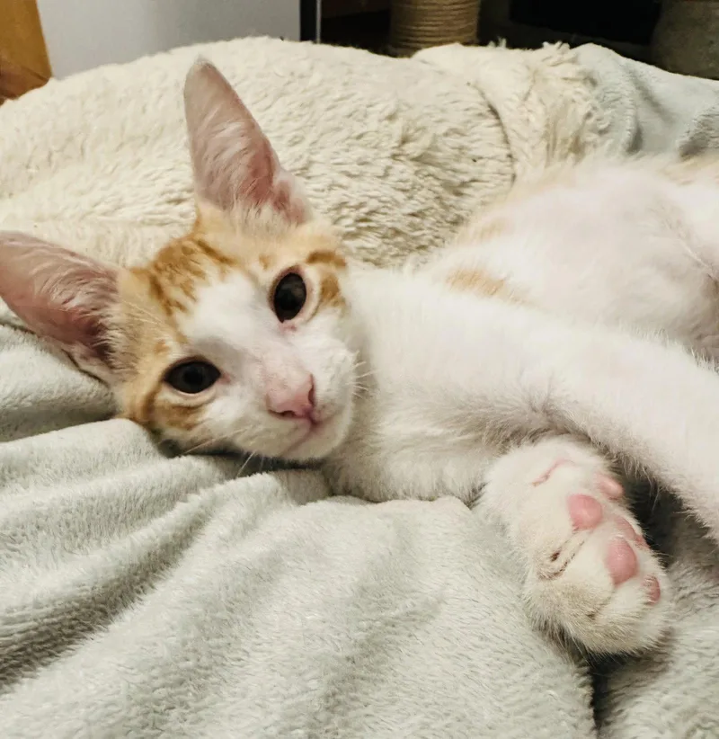 A young medium-sized male Orange & White Domestic Short Hair cat named Prince Harry for adoption in Seal Beach, CA