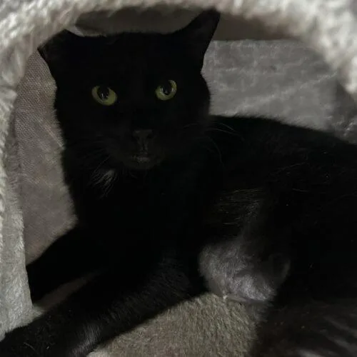 An adult medium-sized female Black Domestic Short Hair cat named Mellow Yellow for adoption in Tipp City, OH