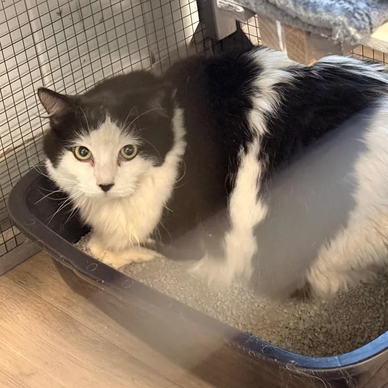 An adult large-sized male Black Domestic Long Hair cat named Henny Laney for adoption in St. Louis, MO