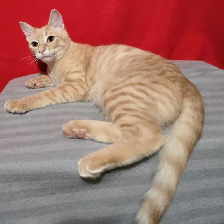 A young medium-sized male Orange / Red Domestic Short Hair cat named Dipper for adoption in Concord, NH