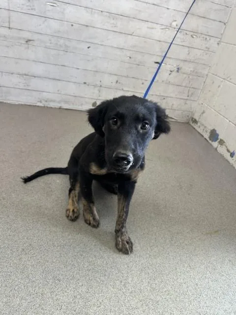A young small-sized female German Shepherd Dog dog named Sugar for adoption in San Bernardino, CA
