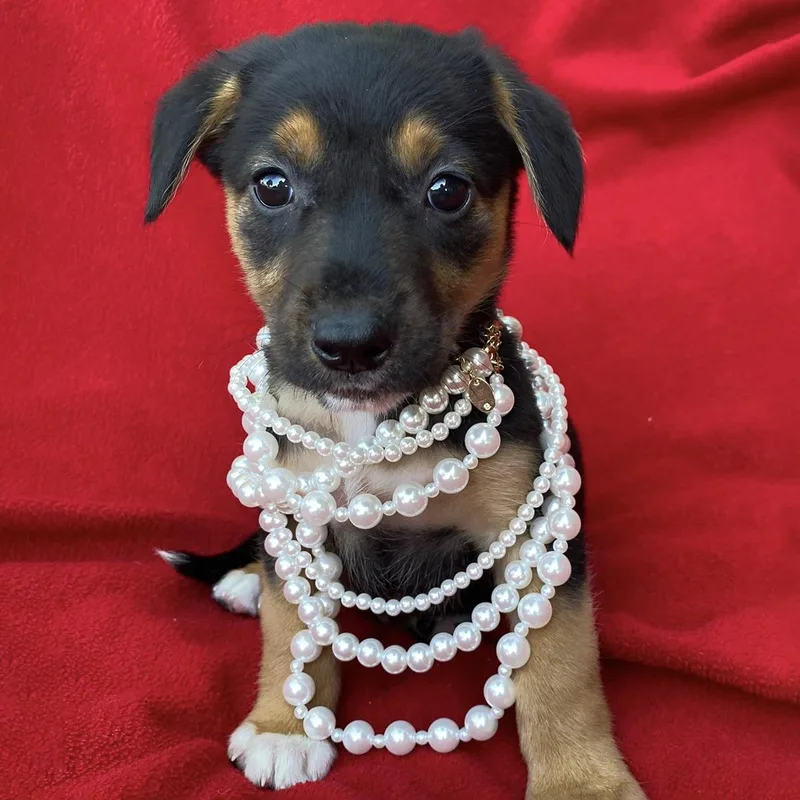 A baby large-sized female Shepherd dog named Prada Pup  Miranda for adoption in San Diego, CA